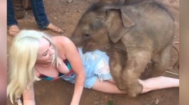 Zábavné faily zvierat