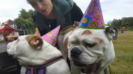 Psi, najlepší priatelia failov