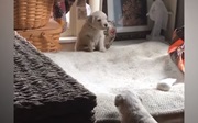 3...2...1... fail!