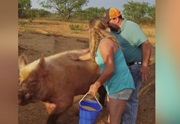 Farmárske faily