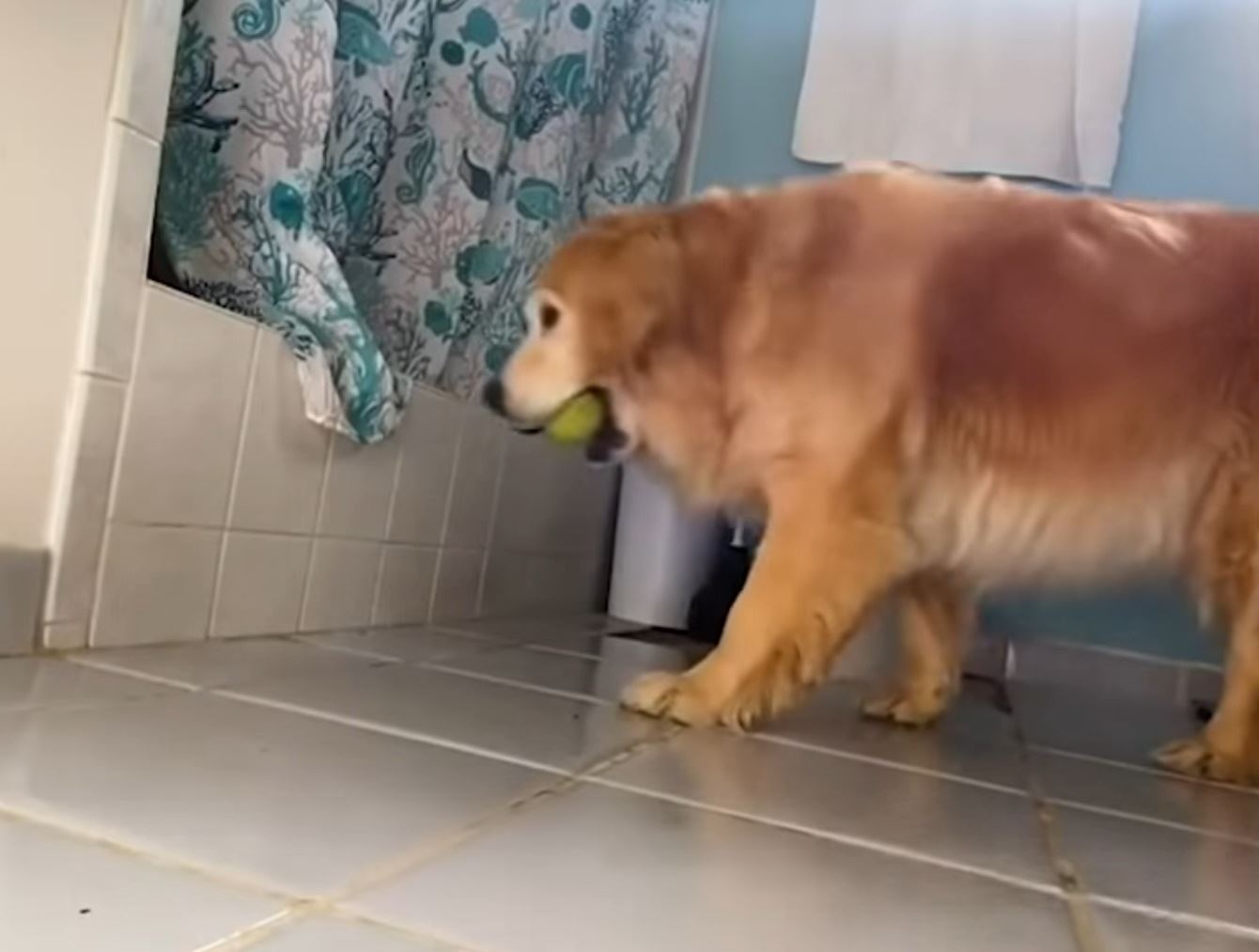 Najlepšie faily zvierat v roku 2020