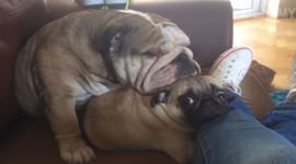 Stupidita domácich maznáčikov