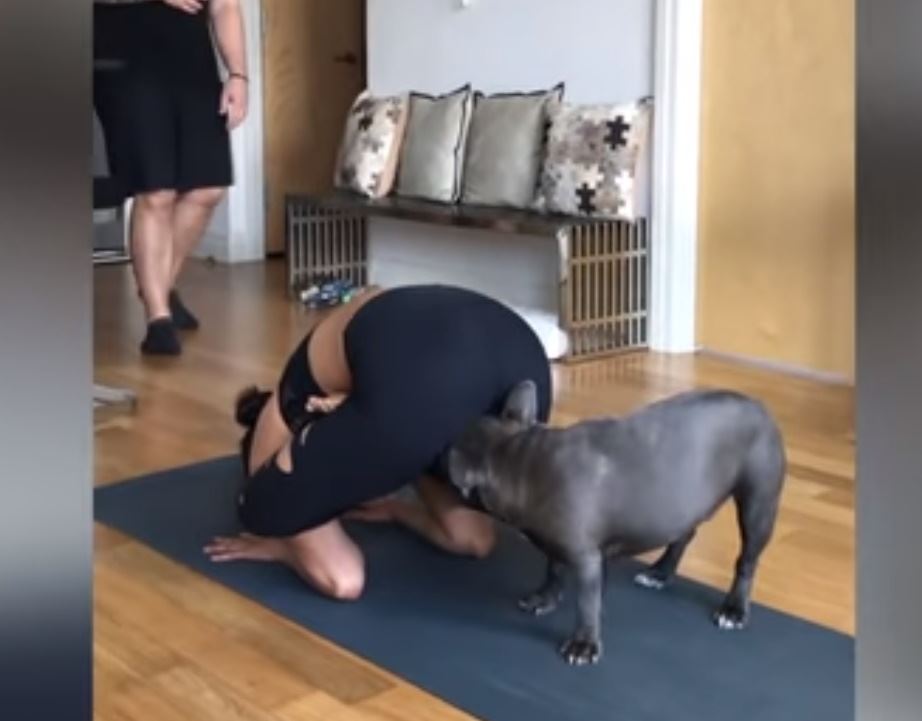 Pes, najlepší nepriateľ človeka