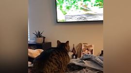 Mačky sú zábavné