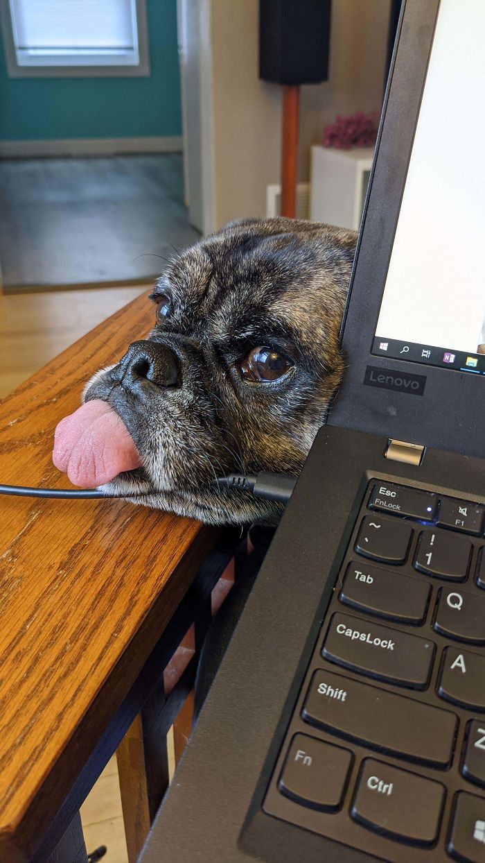 Nútený homeoffice pre koronavírus má dobrý vplyv na domácich miláčikov