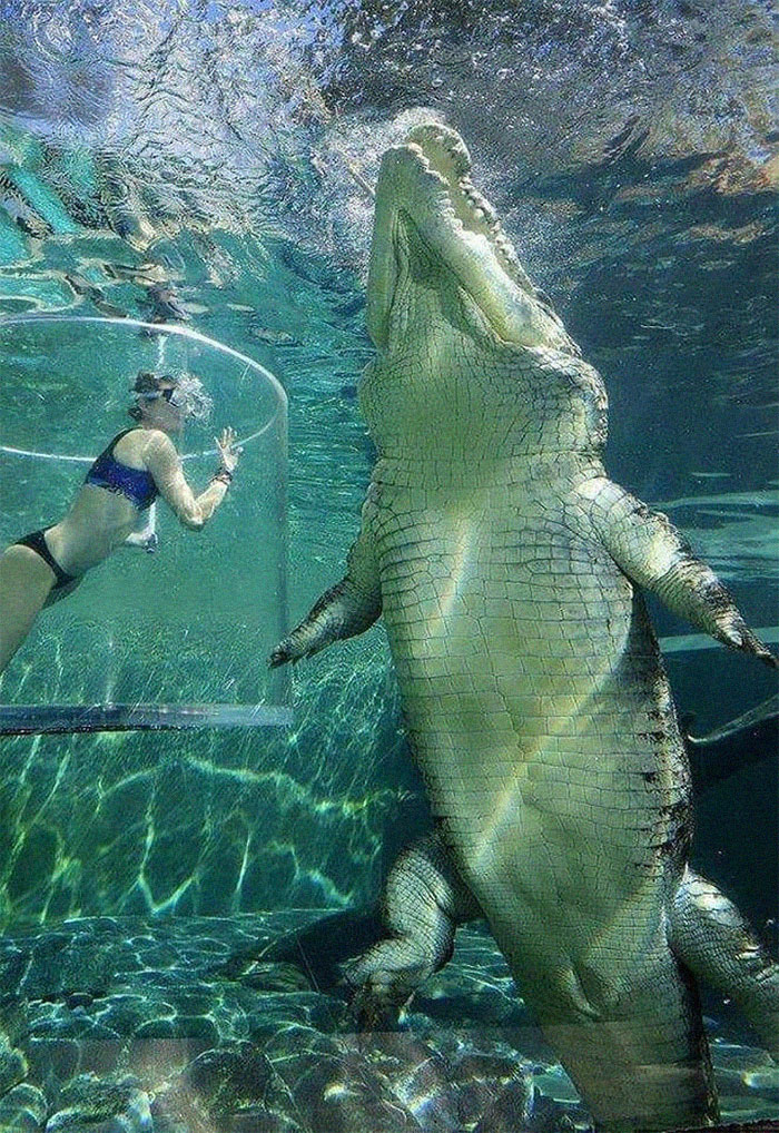 Keď máte doma mierne prerastené zviera