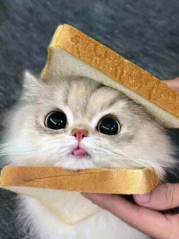 Zvláštne zvieratá