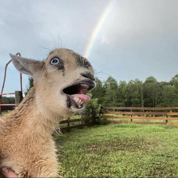 Víkendovky