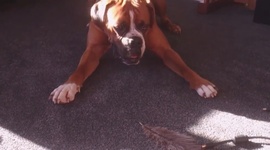 Najzbavnejie zvierat v roku 2015