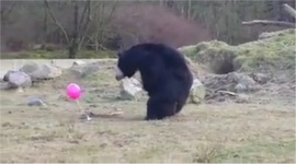 Medvede sa hraj s balnom