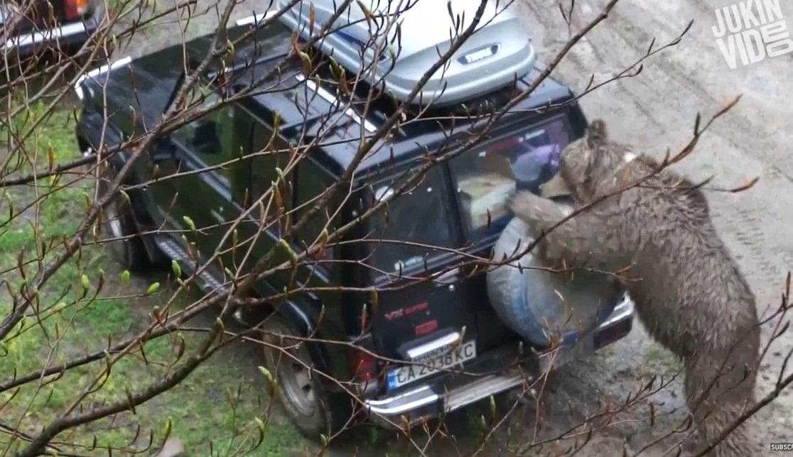 Zbavn stretnutia s medvemi