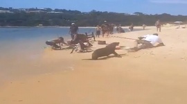 Pom��te mi - faily