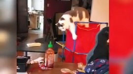 Zbavn faily domcich maznikov