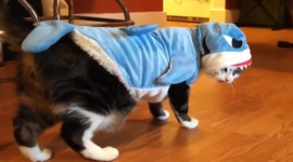 Zvierat� a v�strelky