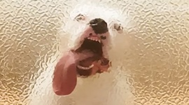 Moje zviera je sprost