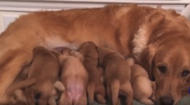 Zbava so zvieratkami