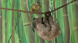 Fail�ky so zvieratami