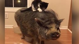 Toto bol zl� n�pad - faily