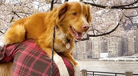 Good Boy