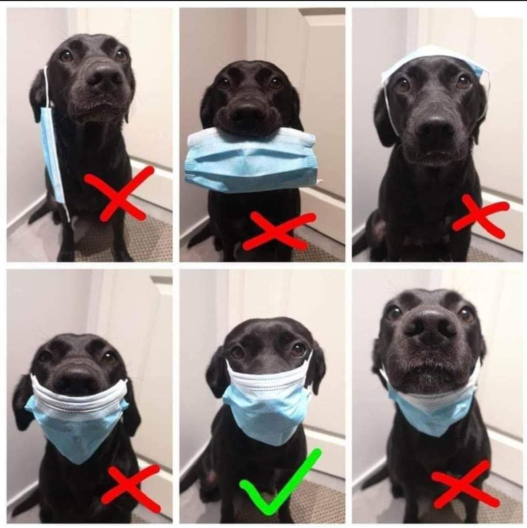 Aj pes vie ako sprvne nosi rko