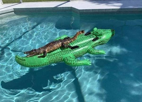 Ke v bazne njdete krokodla na krokodlovi