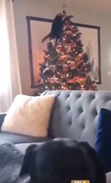 Ma�ky a vianoce ...