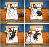 Keď spíte na posteli so psom