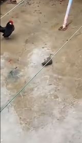 Kung Fu sliepka