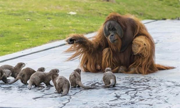 Zábavné zvieratká