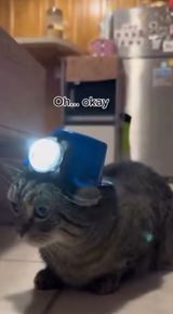 Keď mačky pomáhajú