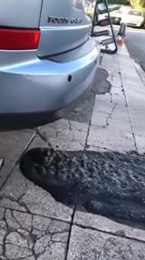 Ke si dte poulin jedlo