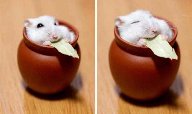 Zábavné zvieratká