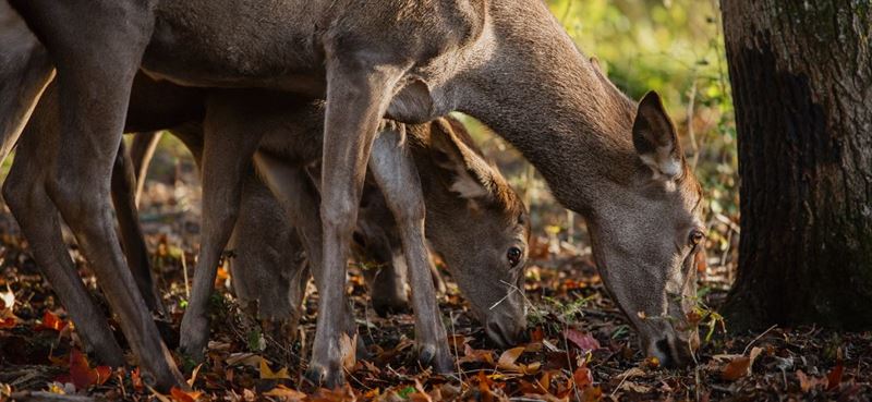 Bambi 