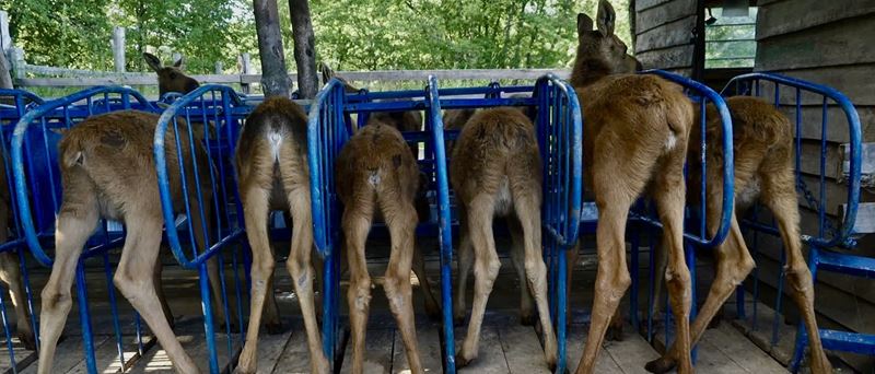 AMOOSED: losia odysea 