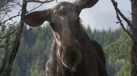 AMOOSED: losia odysea