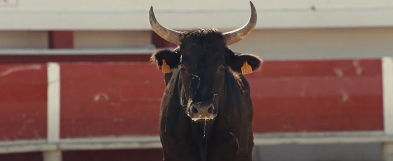 Animale 